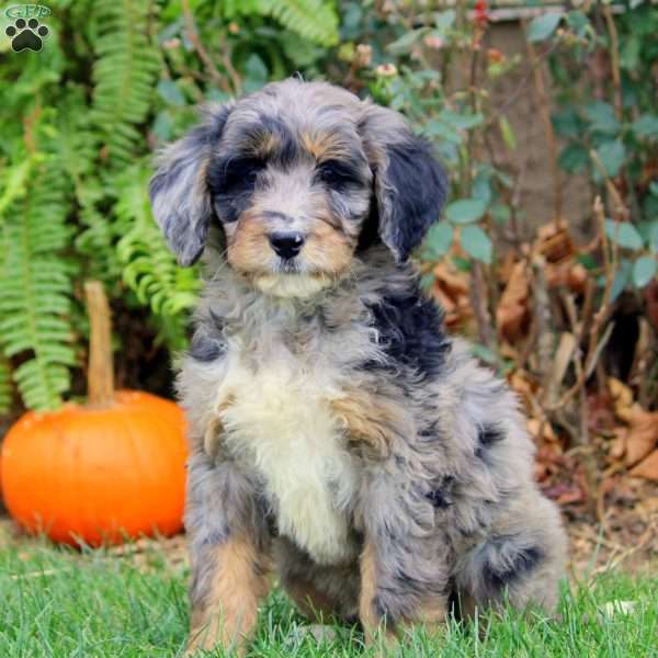 Greg, Bernedoodle Puppy