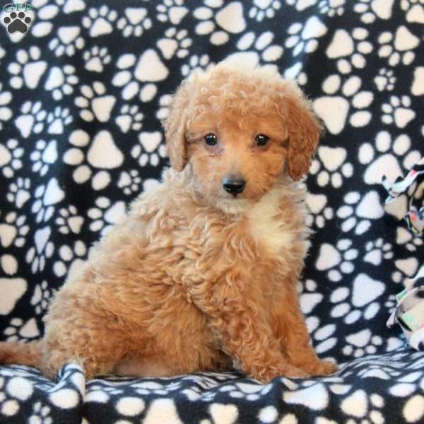 Greg, Mini Goldendoodle Puppy