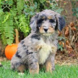 Greg, Bernedoodle Puppy