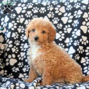 Greg, Mini Goldendoodle Puppy