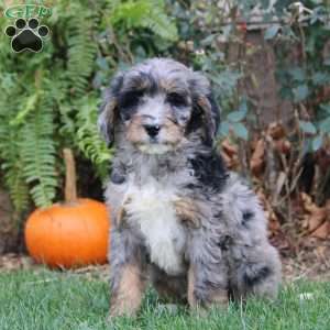 Greg, Bernedoodle Puppy