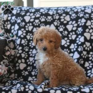 Greg, Mini Goldendoodle Puppy