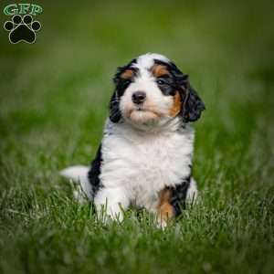 Greta, Mini Bernedoodle Puppy