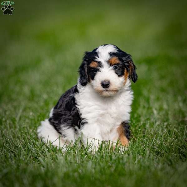 Greta, Mini Bernedoodle Puppy