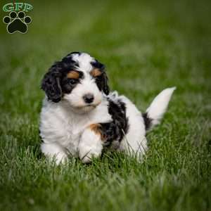 Greta, Mini Bernedoodle Puppy