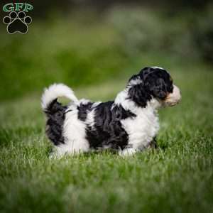 Greta, Mini Bernedoodle Puppy