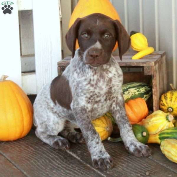 Gretel, German Shorthaired Pointer Puppy