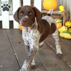 Gretel, German Shorthaired Pointer Puppy