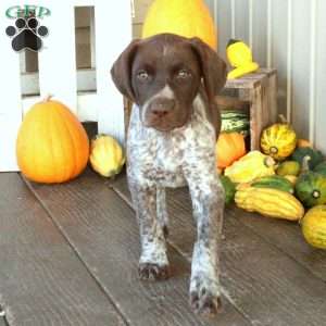 Gretel, German Shorthaired Pointer Puppy