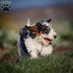 Greta, Mini Bernedoodle Puppy