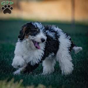 Greta, Mini Bernedoodle Puppy