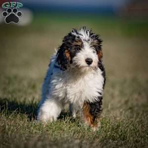 Greta, Mini Bernedoodle Puppy