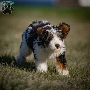 Greta, Mini Bernedoodle Puppy