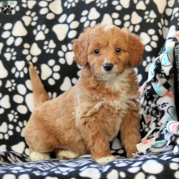 Griffin, Mini Goldendoodle Puppy