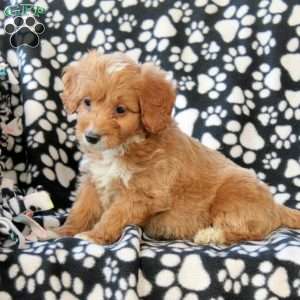 Griffin, Mini Goldendoodle Puppy