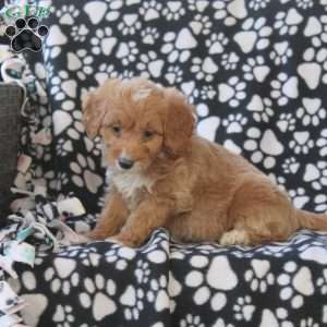 Griffin, Mini Goldendoodle Puppy