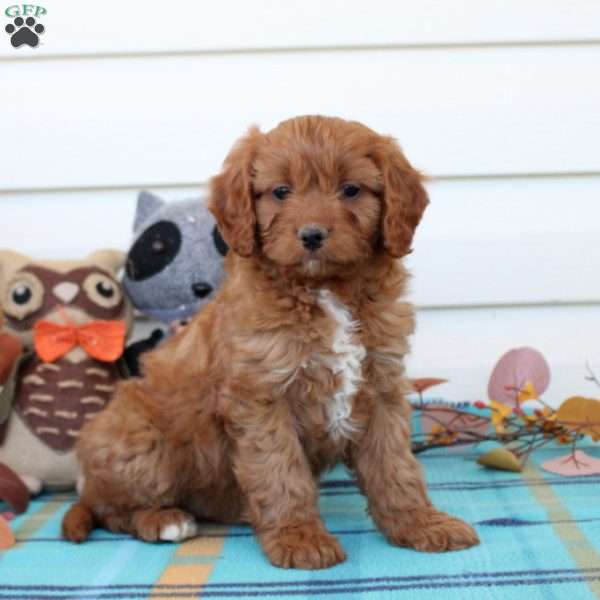 Griffin, Cavapoo Puppy