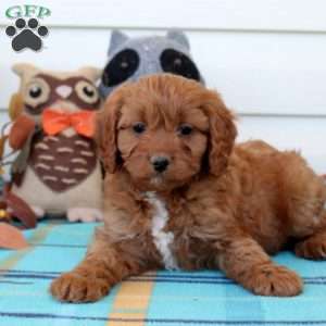 Griffin, Cavapoo Puppy