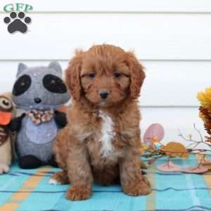 Griffin, Cavapoo Puppy