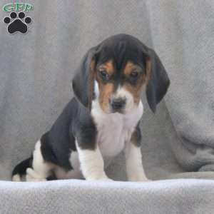 Grizz, Beagle Puppy