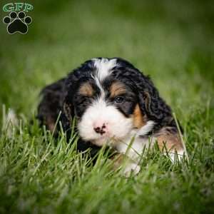 Grover, Mini Bernedoodle Puppy