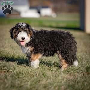 Grover, Mini Bernedoodle Puppy