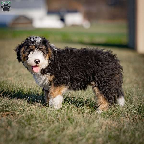 Grover, Mini Bernedoodle Puppy