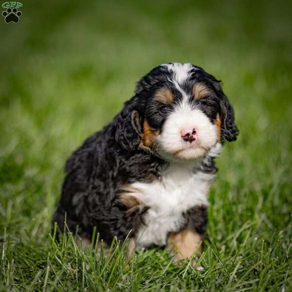 Grover, Mini Bernedoodle Puppy