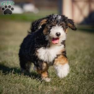 Grover, Mini Bernedoodle Puppy