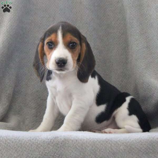 Gunner, Beagle Puppy