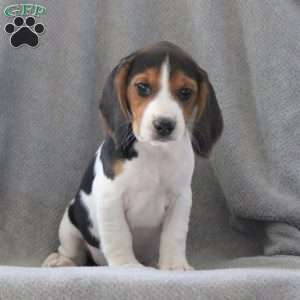 Gunner, Beagle Puppy