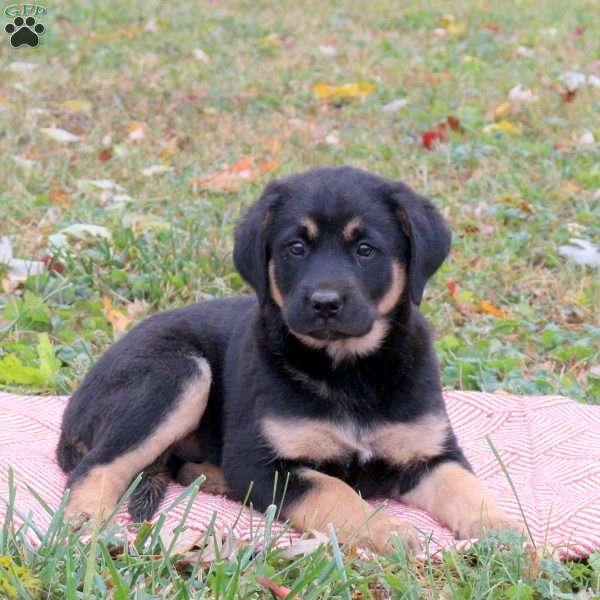 Gunther, Labrador Mix Puppy