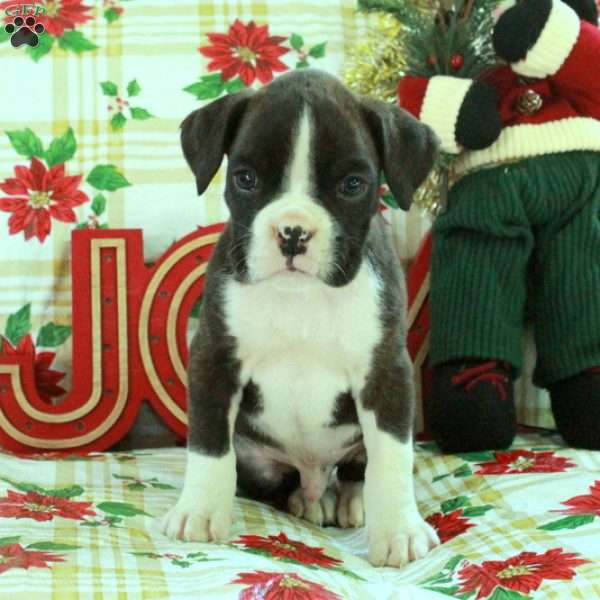 Gus, Boxer Puppy