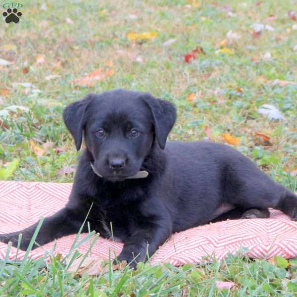 Gwen, Labrador Mix Puppy