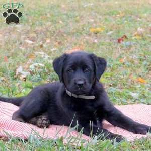 Gwen, Labrador Mix Puppy