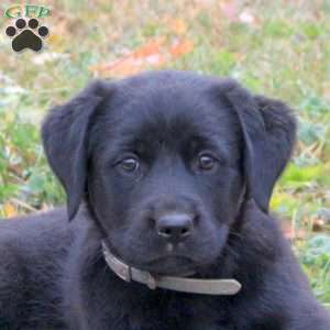 Gwen, Labrador Mix Puppy