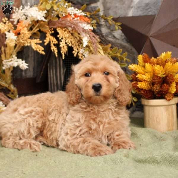 Hailey, Mini Goldendoodle Puppy