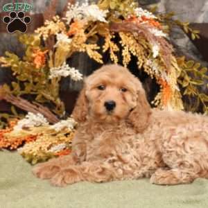 Hailey, Mini Goldendoodle Puppy