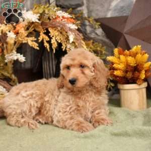 Hailey, Mini Goldendoodle Puppy