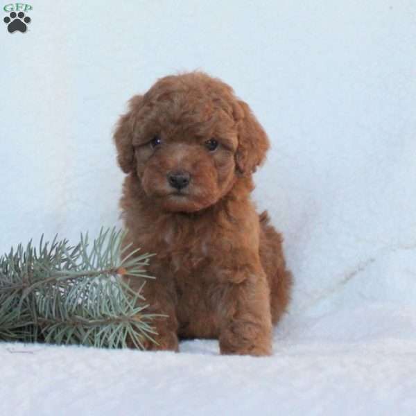 Halley, Toy Poodle Puppy