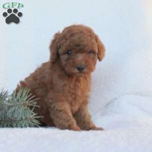 Halley, Toy Poodle Puppy