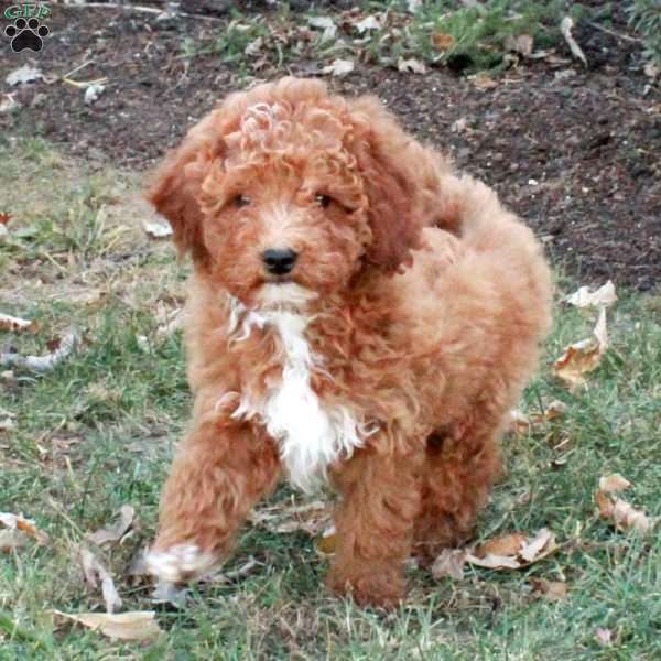 Hank, Miniature Poodle Puppy