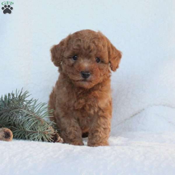 Hank, Toy Poodle Puppy