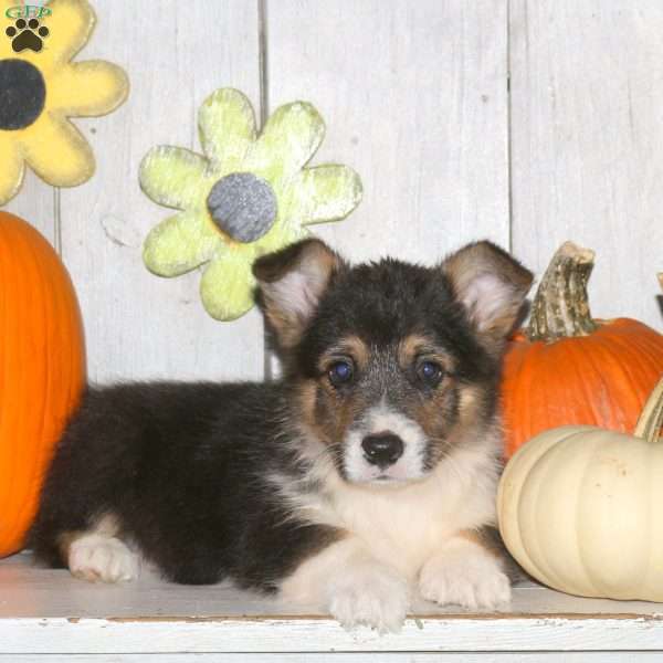 Hank, Pembroke Welsh Corgi Puppy