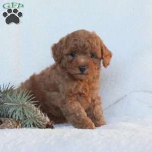 Hank, Toy Poodle Puppy