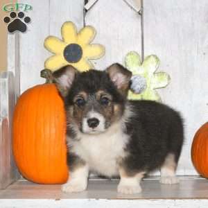 Hank, Pembroke Welsh Corgi Puppy