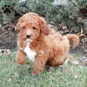 Hank, Miniature Poodle Puppy