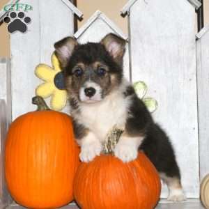 Hank, Pembroke Welsh Corgi Puppy