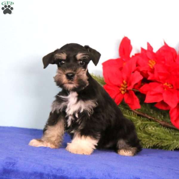 Hank, Miniature Schnauzer Puppy