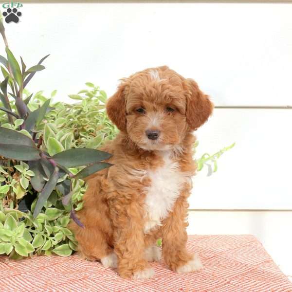 Hanna, Cavapoo Puppy